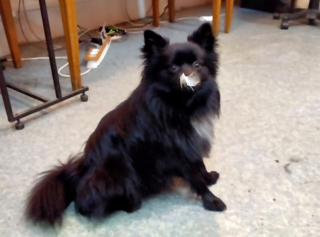 Le livre de la jungle